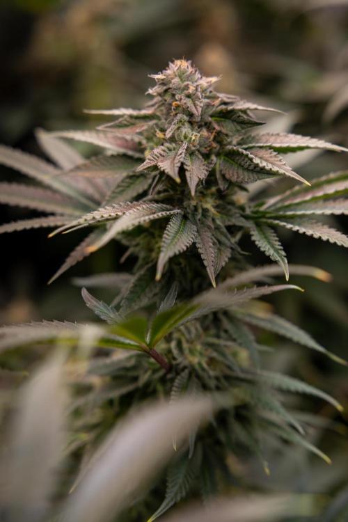 Georgia Pie #3 - Zamnesia x B&B. Week 9 - Georgia Pie #3 - No Techniques - Almost Ready