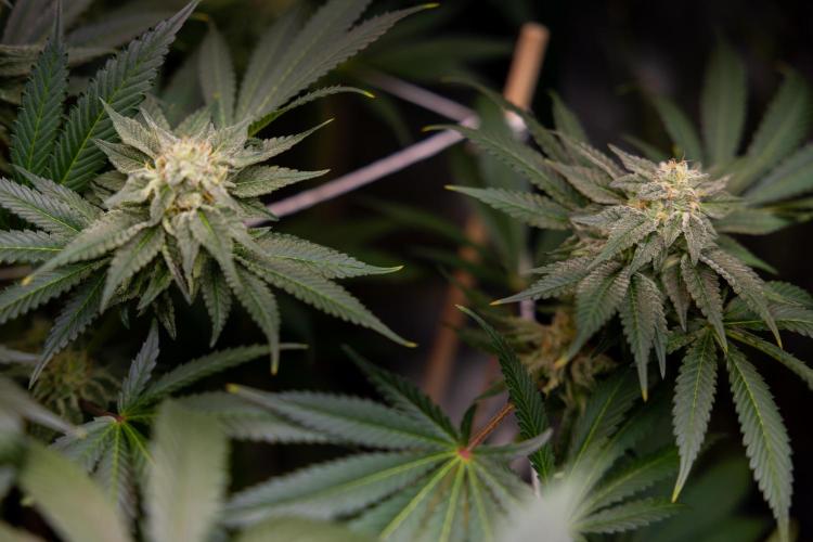 Georgia Pie #3 - Zamnesia x B&B. Week 9 - Georgia Pie #3 - No Techniques - Almost Ready