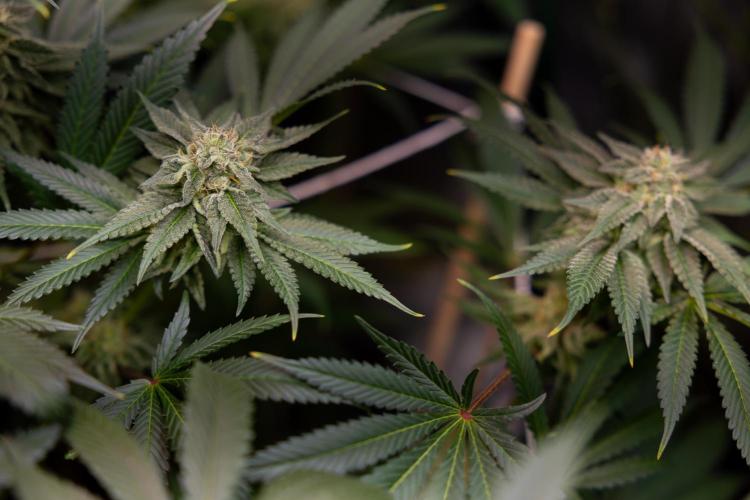 Georgia Pie #3 - Zamnesia x B&B. Week 9 - Georgia Pie #3 - No Techniques - Almost Ready