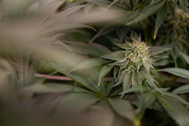 Georgia Pie #3 - Zamnesia x B&B. Week 9 - Georgia Pie #3 - No Techniques - Almost Ready