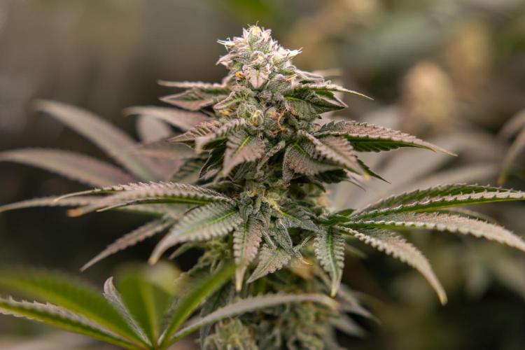 Georgia Pie #3 - Zamnesia x B&B. Week 9 - Georgia Pie #3 - No Techniques - Almost Ready