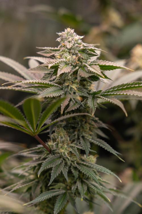 Georgia Pie #3 - Zamnesia x B&B. Week 9 - Georgia Pie #3 - No Techniques - Almost Ready