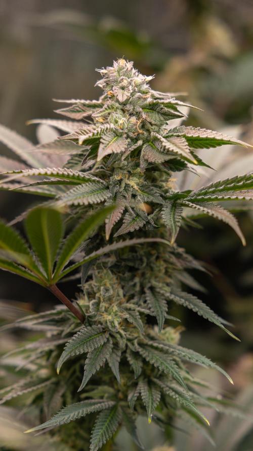 Georgia Pie #3 - Zamnesia x B&B. Week 9 - Georgia Pie #3 - No Techniques - Almost Ready