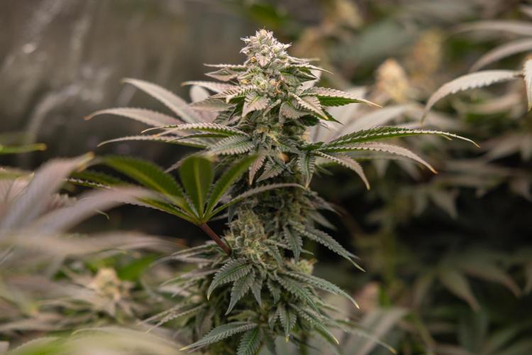 Georgia Pie #3 - Zamnesia x B&B. Week 9 - Georgia Pie #3 - No Techniques - Almost Ready