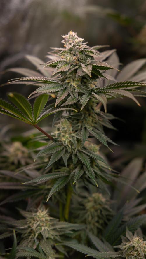 Georgia Pie #3 - Zamnesia x B&B. Week 9 - Georgia Pie #3 - No Techniques - Almost Ready