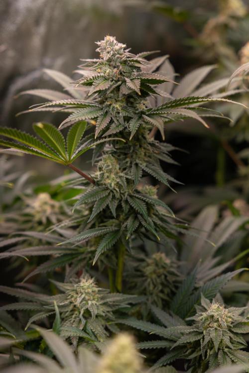 Georgia Pie #3 - Zamnesia x B&B. Week 9 - Georgia Pie #3 - No Techniques - Almost Ready