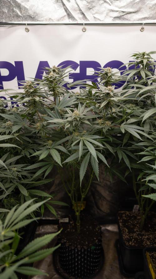 Georgia Pie #1 - Zamnesia x B&B. Week 12 - Georgia Pie #1 - Topping - Almost Ready