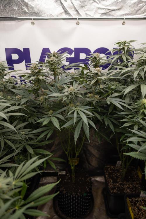 Georgia Pie #1 - Zamnesia x B&B. Week 12 - Georgia Pie #1 - Topping - Almost Ready