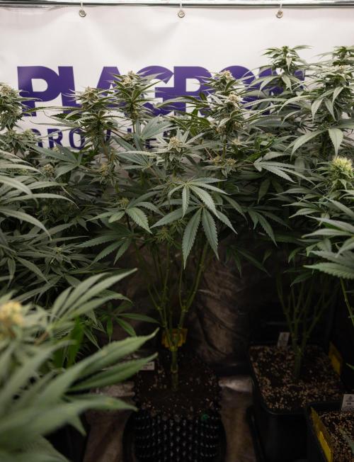 Georgia Pie #1 - Zamnesia x B&B. Week 12 - Georgia Pie #1 - Topping - Almost Ready