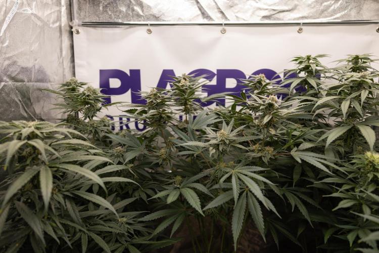 Georgia Pie #1 - Zamnesia x B&B. Week 12 - Georgia Pie #1 - Topping - Almost Ready