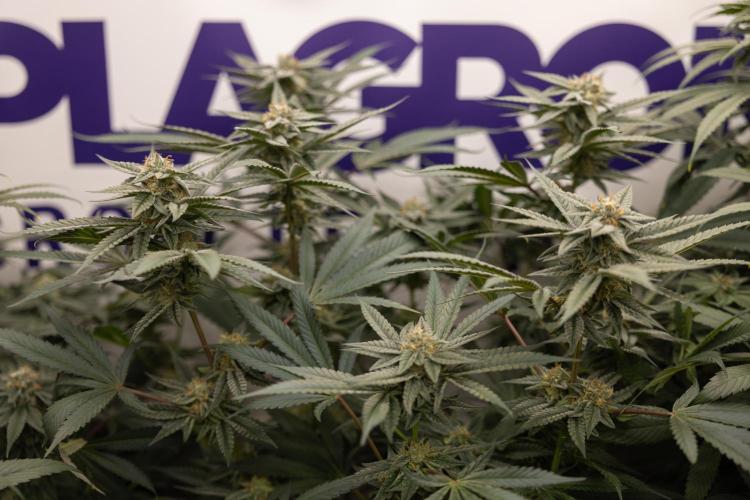 Georgia Pie #1 - Zamnesia x B&B. Week 12 - Georgia Pie #1 - Topping - Almost Ready