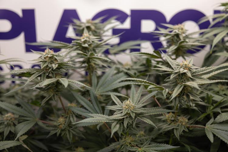 Georgia Pie #1 - Zamnesia x B&B. Week 12 - Georgia Pie #1 - Topping - Almost Ready