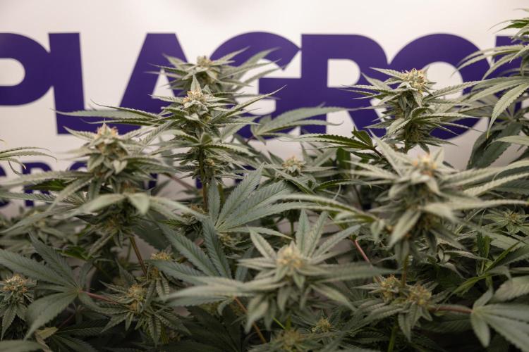 Georgia Pie #1 - Zamnesia x B&B. Week 12 - Georgia Pie #1 - Topping - Almost Ready