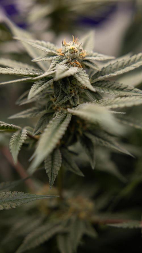 Georgia Pie #1 - Zamnesia x B&B. Week 12 - Georgia Pie #1 - Topping - Almost Ready