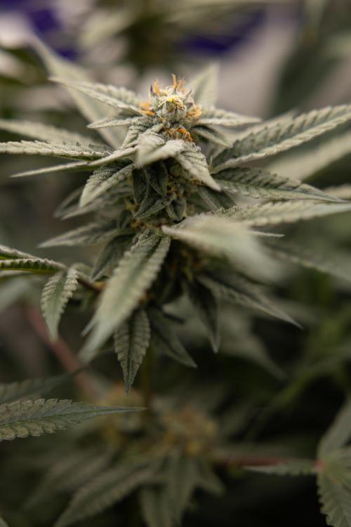 Georgia Pie #1 - Zamnesia x B&B. Week 12 - Georgia Pie #1 - Topping - Almost Ready