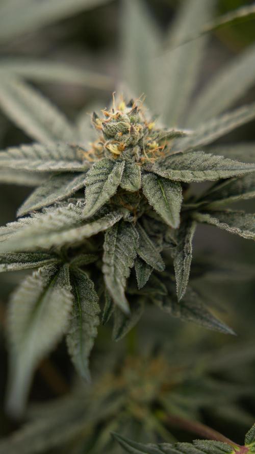 Georgia Pie #1 - Zamnesia x B&B. Week 12 - Georgia Pie #1 - Topping - Almost Ready