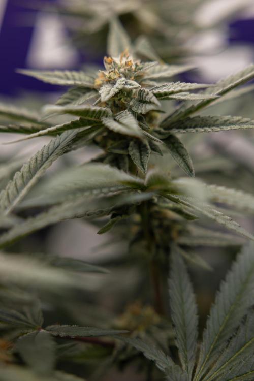 Georgia Pie #1 - Zamnesia x B&B. Week 12 - Georgia Pie #1 - Topping - Almost Ready