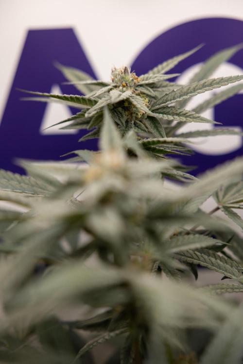 Georgia Pie #1 - Zamnesia x B&B. Week 12 - Georgia Pie #1 - Topping - Almost Ready