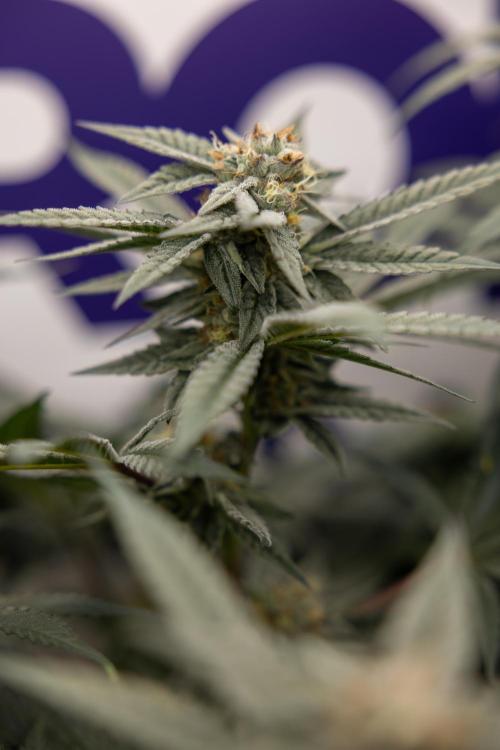 Georgia Pie #1 - Zamnesia x B&B. Week 12 - Georgia Pie #1 - Topping - Almost Ready