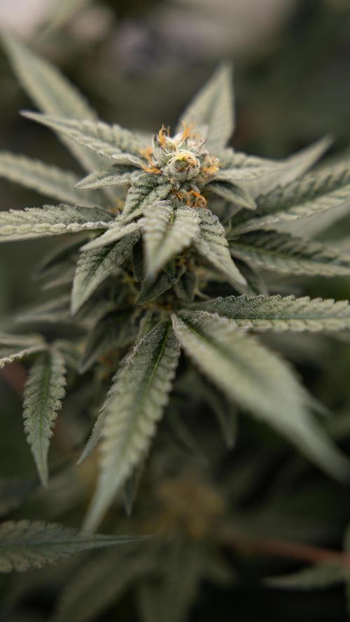 Georgia Pie #1 - Zamnesia x B&B. Week 12 - Georgia Pie #1 - Topping - Almost Ready