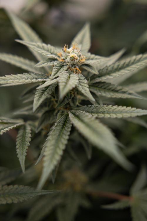 Georgia Pie #1 - Zamnesia x B&B. Week 12 - Georgia Pie #1 - Topping - Almost Ready