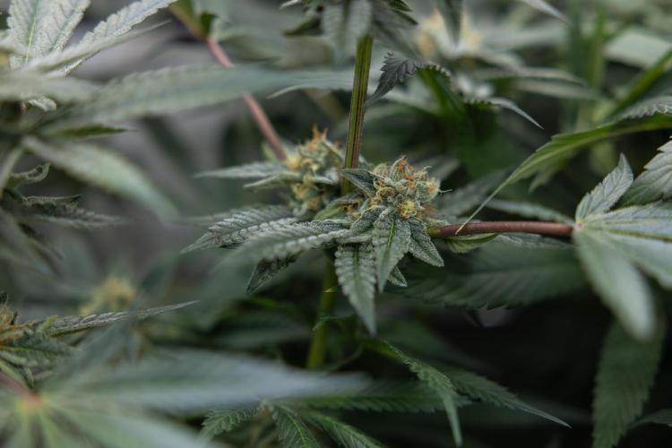 Georgia Pie #1 - Zamnesia x B&B. Week 12 - Georgia Pie #1 - Topping - Almost Ready