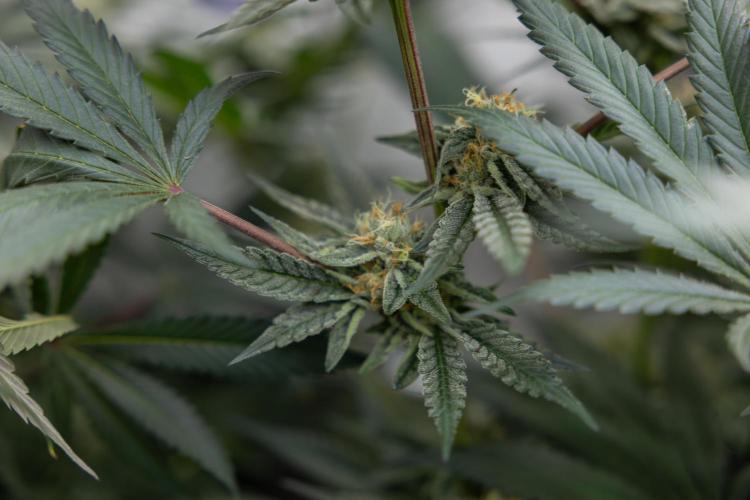 Georgia Pie #1 - Zamnesia x B&B. Week 12 - Georgia Pie #1 - Topping - Almost Ready