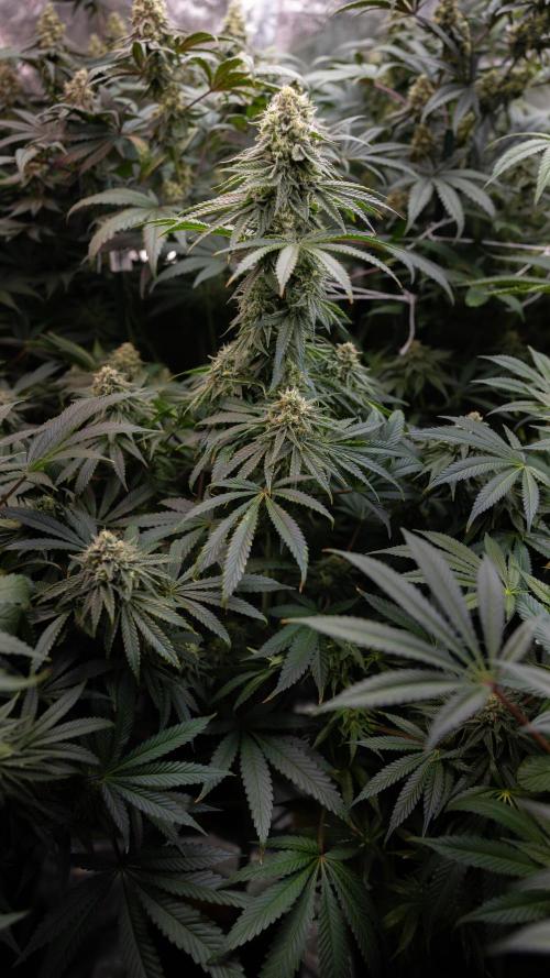 Nectar Drip #4 - Zamnesia x Tical x B&B. Week 11 - Nectar Drip #4 - No Techniques - Almost Ready