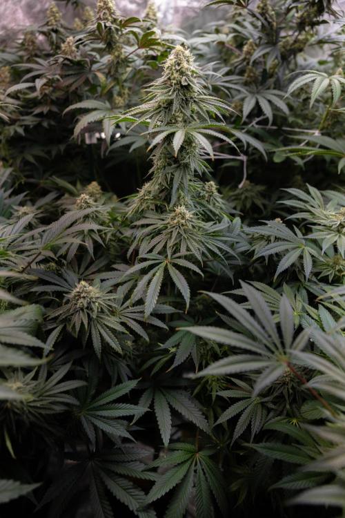 Nectar Drip #4 - Zamnesia x Tical x B&B. Week 11 - Nectar Drip #4 - No Techniques - Almost Ready