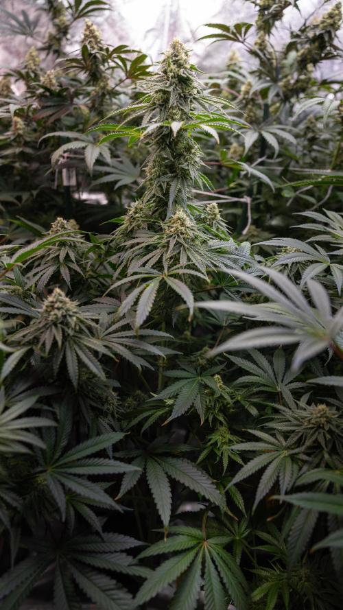 Nectar Drip #4 - Zamnesia x Tical x B&B. Week 11 - Nectar Drip #4 - No Techniques - Almost Ready