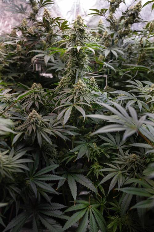 Nectar Drip #4 - Zamnesia x Tical x B&B. Week 11 - Nectar Drip #4 - No Techniques - Almost Ready