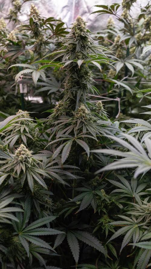 Nectar Drip #4 - Zamnesia x Tical x B&B. Week 11 - Nectar Drip #4 - No Techniques - Almost Ready