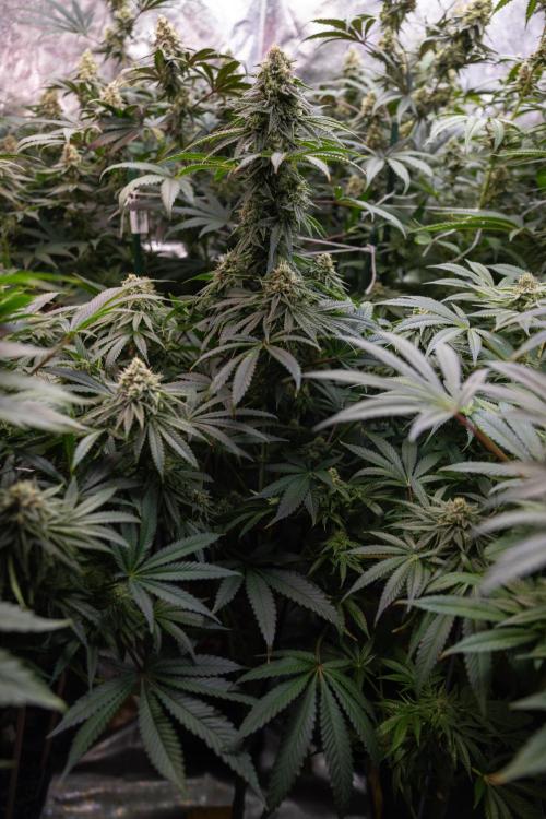 Nectar Drip #4 - Zamnesia x Tical x B&B. Week 11 - Nectar Drip #4 - No Techniques - Almost Ready