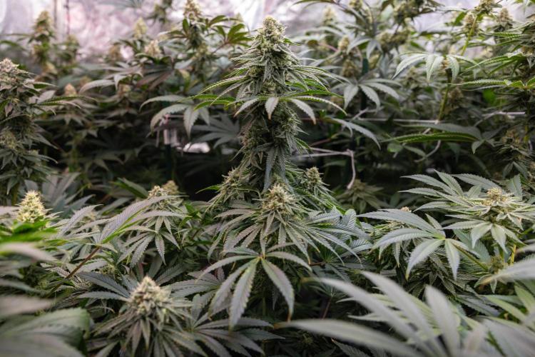 Nectar Drip #4 - Zamnesia x Tical x B&B. Week 11 - Nectar Drip #4 - No Techniques - Almost Ready