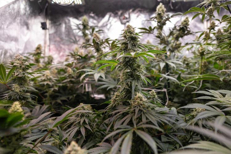 Nectar Drip #4 - Zamnesia x Tical x B&B. Week 11 - Nectar Drip #4 - No Techniques - Almost Ready