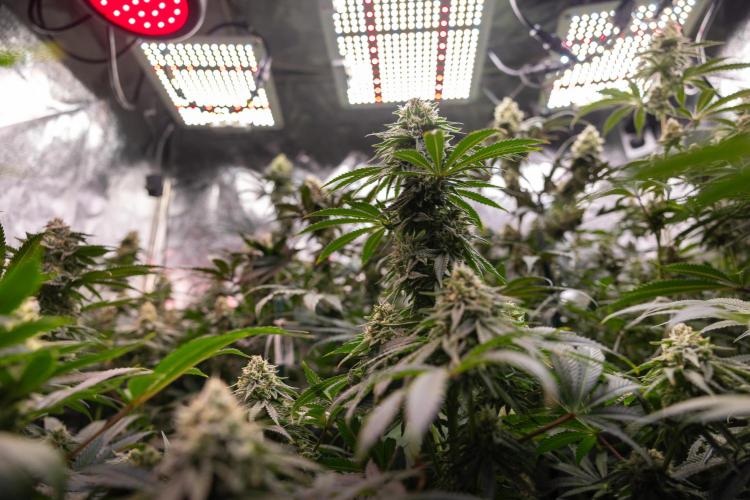 Nectar Drip #4 - Zamnesia x Tical x B&B. Week 11 - Nectar Drip #4 - No Techniques - Almost Ready