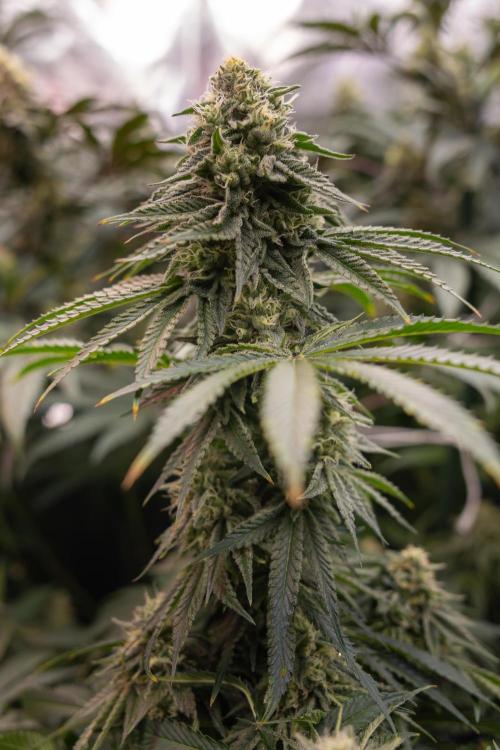 Nectar Drip #4 - Zamnesia x Tical x B&B. Week 11 - Nectar Drip #4 - No Techniques - Almost Ready