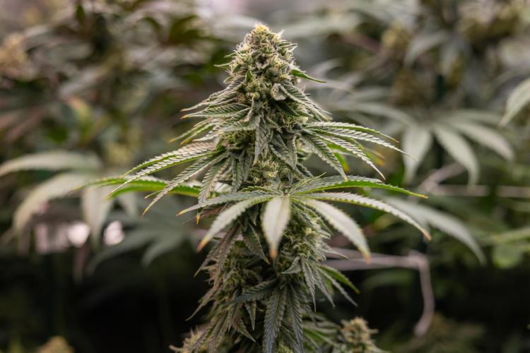 Nectar Drip #4 - Zamnesia x Tical x B&B. Week 11 - Nectar Drip #4 - No Techniques - Almost Ready