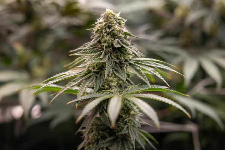 Nectar Drip #4 - Zamnesia x Tical x B&B. Week 11 - Nectar Drip #4 - No Techniques - Almost Ready