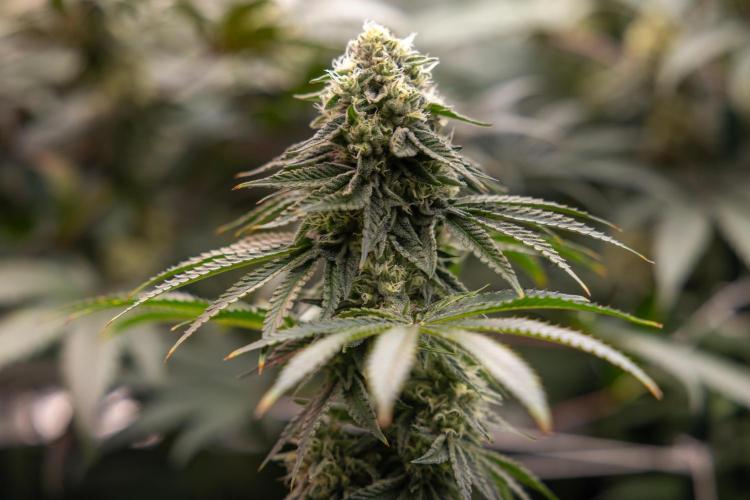 Nectar Drip #4 - Zamnesia x Tical x B&B. Week 11 - Nectar Drip #4 - No Techniques - Almost Ready