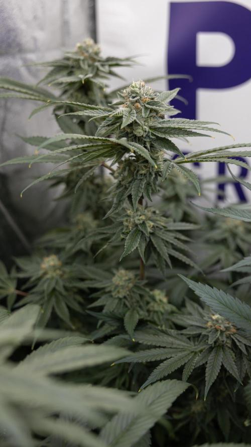 Nectar Drip #3 - Zamnesia x Tical x B&B. Week 10 - Nectar Drip #3 - Mainlining no LST - Almost Ready