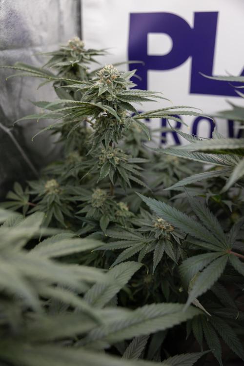 Nectar Drip #3 - Zamnesia x Tical x B&B. Week 10 - Nectar Drip #3 - Mainlining no LST - Almost Ready