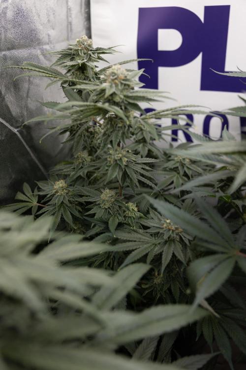 Nectar Drip #3 - Zamnesia x Tical x B&B. Week 10 - Nectar Drip #3 - Mainlining no LST - Almost Ready