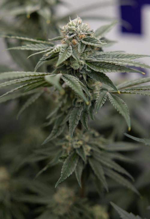 Nectar Drip #3 - Zamnesia x Tical x B&B. Week 10 - Nectar Drip #3 - Mainlining no LST - Almost Ready