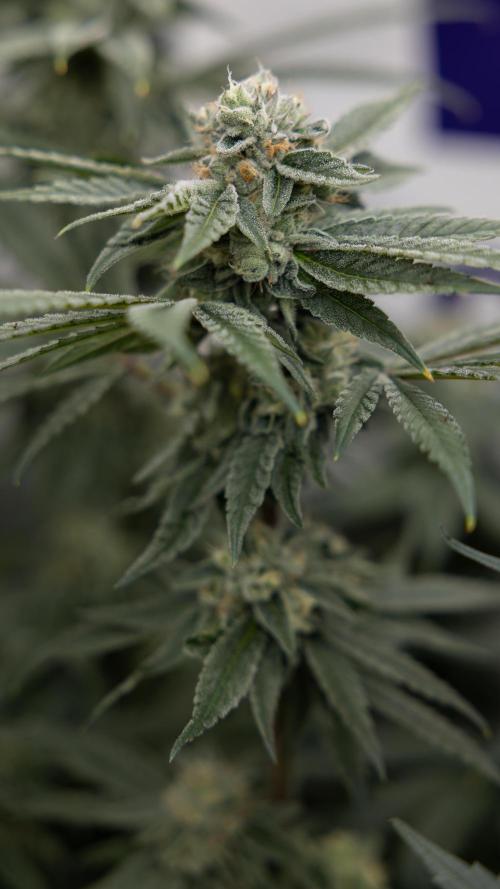 Nectar Drip #3 - Zamnesia x Tical x B&B. Week 10 - Nectar Drip #3 - Mainlining no LST - Almost Ready