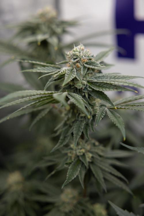 Nectar Drip #3 - Zamnesia x Tical x B&B. Week 10 - Nectar Drip #3 - Mainlining no LST - Almost Ready