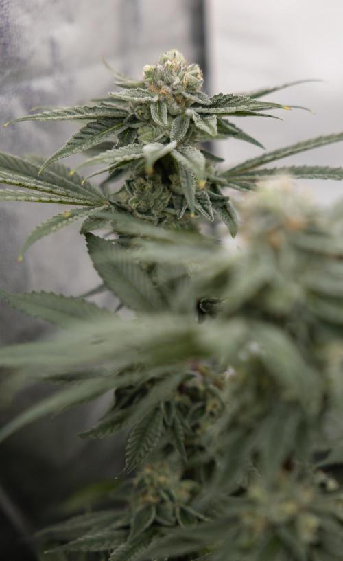 Nectar Drip #3 - Zamnesia x Tical x B&B. Week 10 - Nectar Drip #3 - Mainlining no LST - Almost Ready