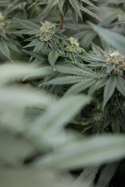 Nectar Drip #3 - Zamnesia x Tical x B&B. Week 10 - Nectar Drip #3 - Mainlining no LST - Almost Ready