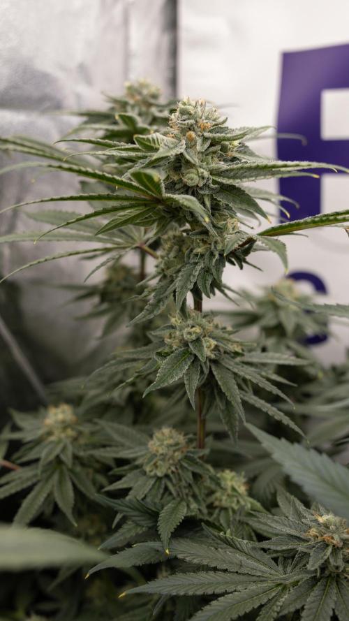 Nectar Drip #3 - Zamnesia x Tical x B&B. Week 10 - Nectar Drip #3 - Mainlining no LST - Almost Ready