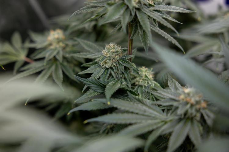 Nectar Drip #3 - Zamnesia x Tical x B&B. Week 10 - Nectar Drip #3 - Mainlining no LST - Almost Ready